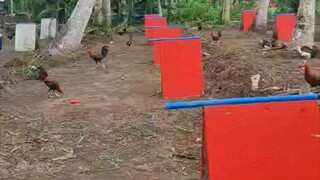 Some of our local banded stags. Welcome to LVY Gamefarm @ Purok 1, Nagattatan, Pamplona. Cagayan.