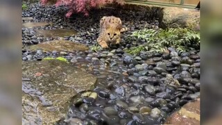 القطة: سأخرج للعب مرة أخرى في المرة القادمة التي تمطر فيها! #قطة تصر على الخروج للعب في يوم ممطر