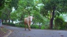 Sindoor Ki Keemat Season1 Episode 295