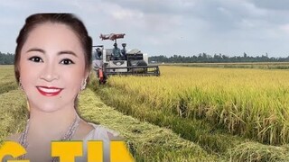 Nguyễn Phương Hằng Mãi Đĩnh l Máy Cắt Lúa Chế Vui