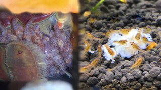 小龙虾终于出生了！看看一只虾能生出多少只小龙虾？