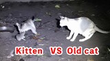 Kucing Kecil Tangkap Tikus Vs Induk Kucing Tangkap Tikus