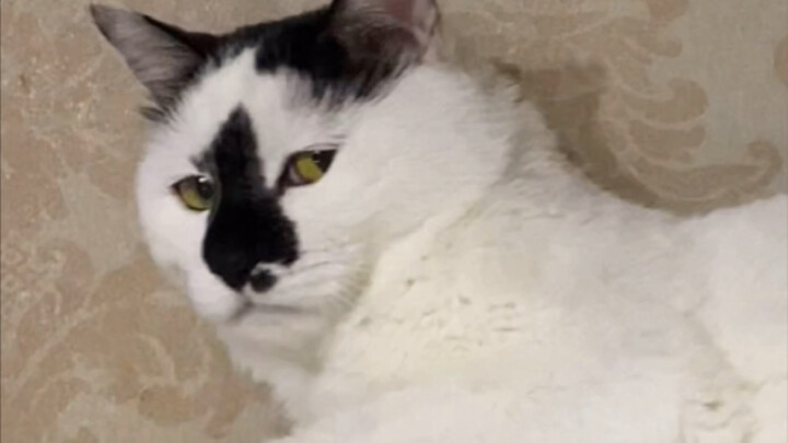 In 3 seconds, this cutie changes 18 expressions!