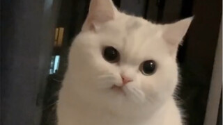 我的猫是天生表情包