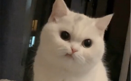 我的猫是天生表情包
