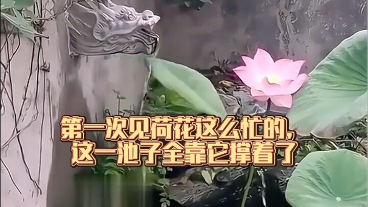 This is the first time I see lotus flowers so busy. This pond is supported by them.
