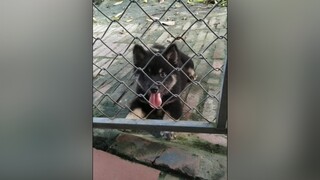 Chơi ngoài vườn yeucho yeuchomeo cún cúncon chó chómèo chócon chó_cưng chókhôn yeuchomeo cưng chócute pet dog dogsoftiktok doggo