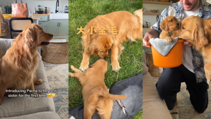 Lần đầu tiên hai chú chó Golden gặp nhau