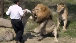 Seorang pria secara tidak sengaja jatuh ke taman singa. 