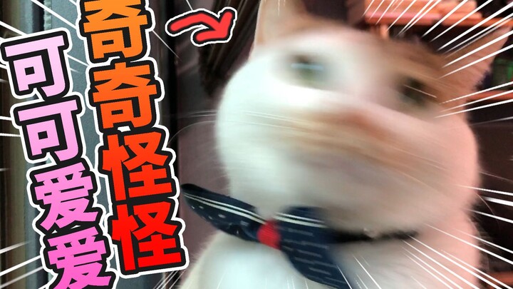 一只会学狗叫的猫？我家主子奇奇怪怪的日常！