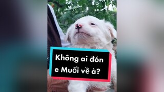 Ko ai đón e Muối về à? Thế lại về Bắc Ninh đây.     cunyeucuadua chó chócon chókhôn chócute xuhuong fyp