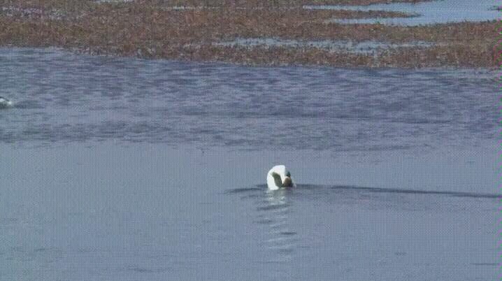 Suggested change: Two Dragons Playing with a Pearl