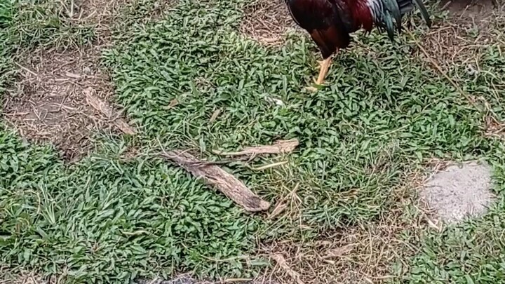 stag kelso x gilmore PM line