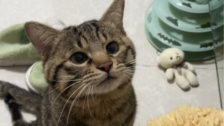 Can a Straw Tell the Smart Kitten from the Clumsy Kitten?