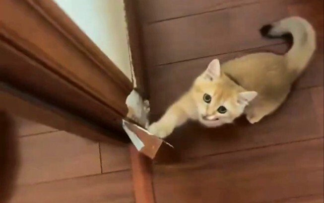 Kucing: Nah, kamu lihat sendiri kan, justru kusen pintu yang bergerak duluan