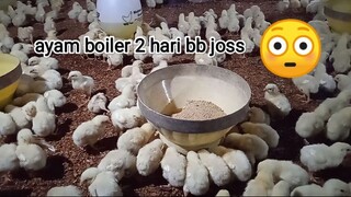 ayam boiler umur 2 hari bb 100 gram lebihh