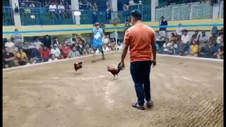 4 bullstag/cock combo 3rd fight Win