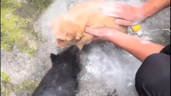 A small mixed-breed dog’s first deworming session