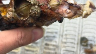 Which genius exactly figured out that barnacles are edible! Hmm, they're so delicious!