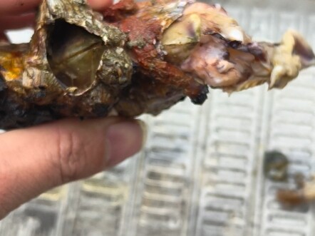 Which genius exactly figured out that barnacles are edible! Hmm, they're so delicious!