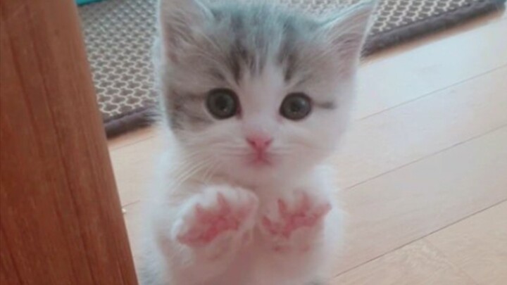 [Animals]The kitten wants to go out but is stopped by the plastic wrap