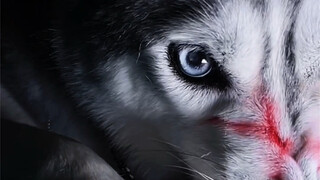 我的猎物你动一下试试