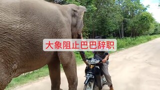 大象一路挽留陪伴她26年的巴巴