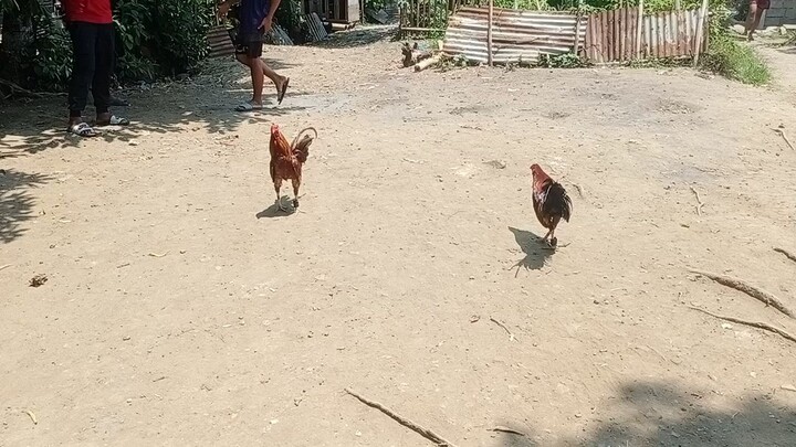 manok na pula ni ding