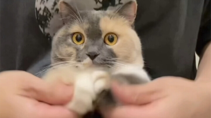 Suara asli lagu ini ternyata adalah pasangan favoritku!