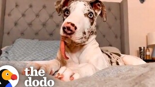 สุนัขมันยุ่งมาก และครอบครัวของเขาก็รักมัน โดโด้