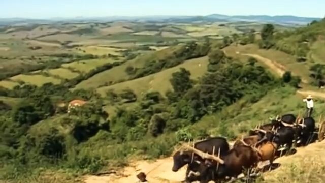 O Mutirão do Porco na Serra da Canastra Delfinópolis em Minas Gerais (2003) Viral Brazil