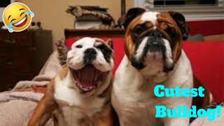 💥The Best Cutest Bulldog Puppies Viral Weekly LOL😂🙃| Funny Animal Videos💥👌