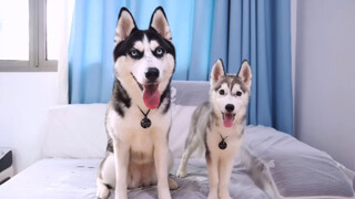 Tôi có một chú Husky mới, hãy đặt cho nó một cái tên!