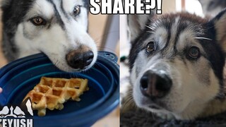 My Husky จะมอบวาฟเฟิลให้เพื่อนที่ดีที่สุดของเขาหรือไม่!