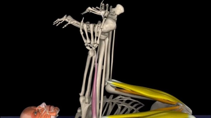 The most suitable and most primal recovery workout for sedentary individuals