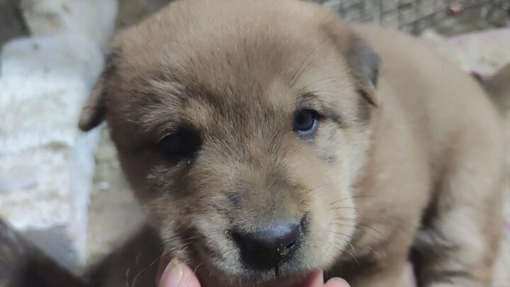 Pertama kali dalam hidupku melihat anjing seperti ini: tak bersuara dan tidak mengibaskan ekornya pa