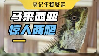 What kind of reptile makes everyone exclaim the same exclamation?