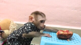 All alone monkey mino eat and play