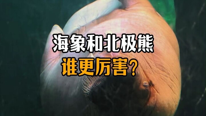 Which is stronger, the walrus or the polar bear?
