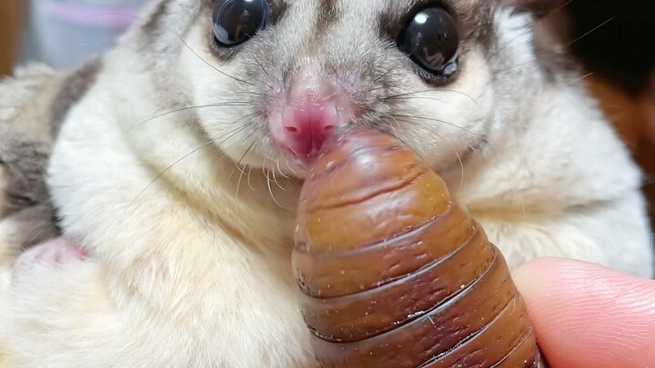 ถ้าไม่เปิดเปลือกให้ ก็จะไม่กินแล้วนะ