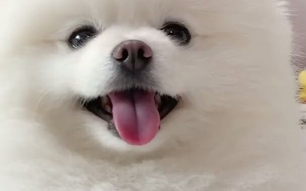 The super-obedient little dog who actually crawls over when you say “crawl over”!