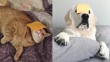 Trying Dog or Cat with Cheese Challenge - Funny Dogs and Cats Reaction to Cheese Challenge