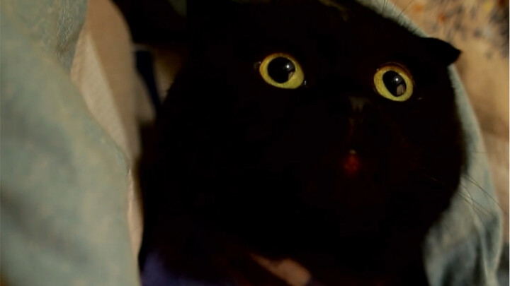 الهرة الصغيرة التي تسرق أحمر الشفاه لا تقصد أي شر أبدًا!