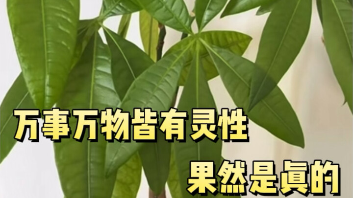 Thật sự kỳ diệu quá, cây cối thực sự có thể hiểu được lời nói của bạn #CâyCối #CâyPhátTài #ThiênNhiê