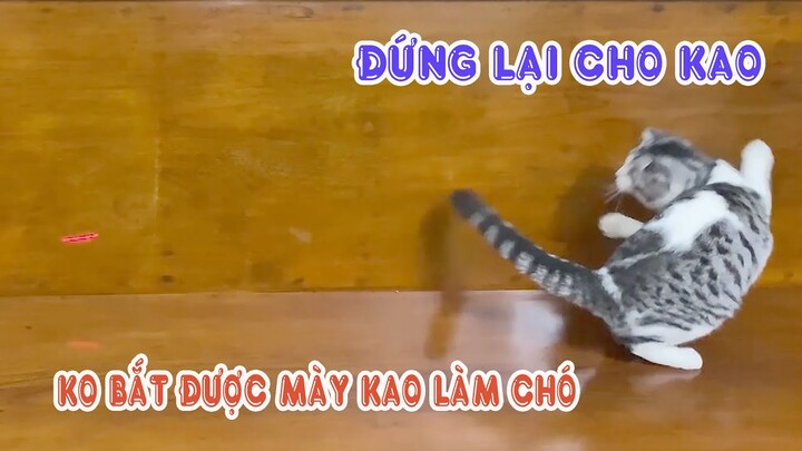 Troll mèo bằng tia Lazer | Troll Mèo | Bánh bao Tivi