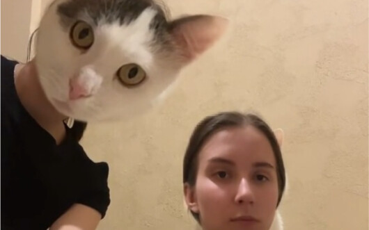 Apply a face-swap effect to the cat and see its reaction.