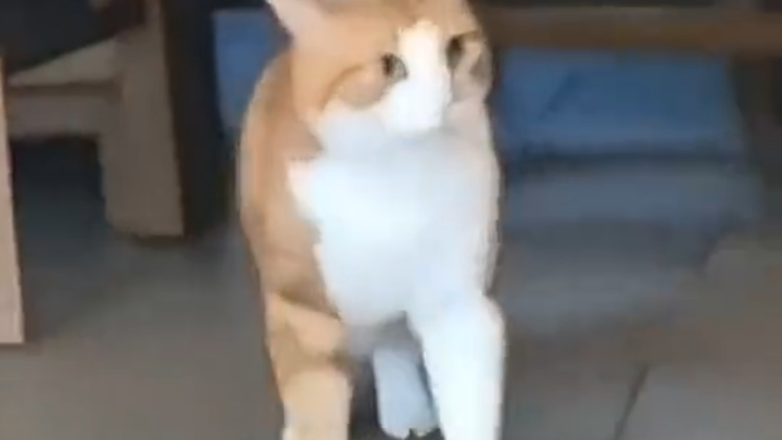 Mèo: WC, nhắm vào tôi đó!