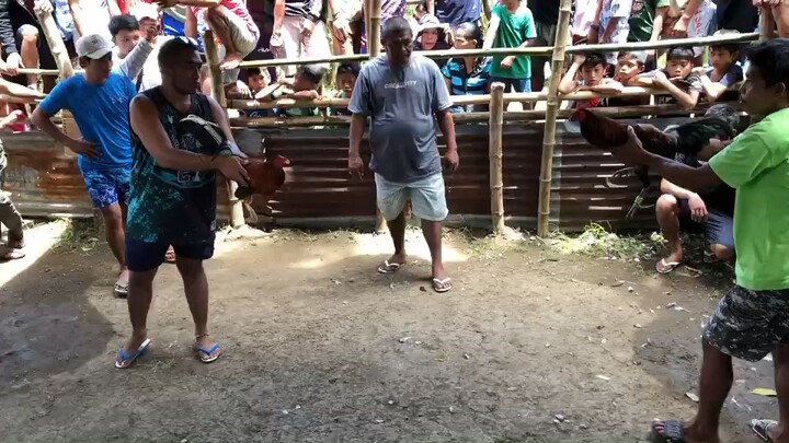 McLean🐓Happy Fiesta barangay Mainit#Cauayan Negros Occidental#passion