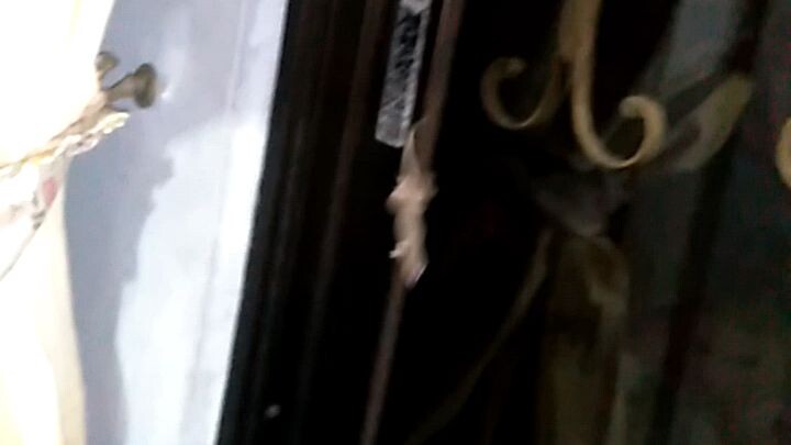 butiki dalawa buntot