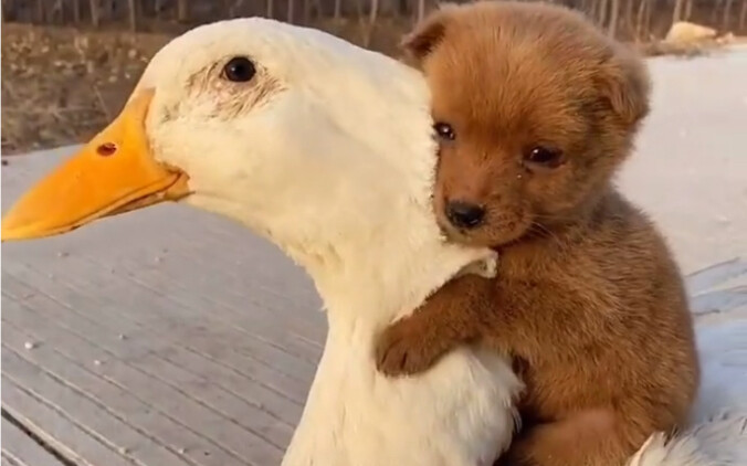 let me ride a duck